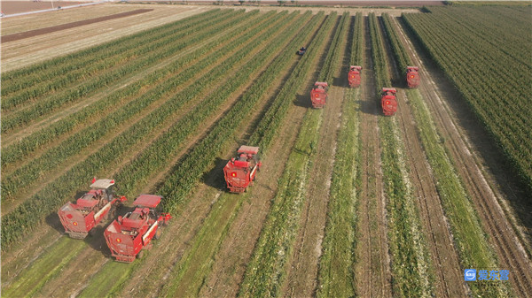 山东哪里的玉米最好,山东玉米高产前十名