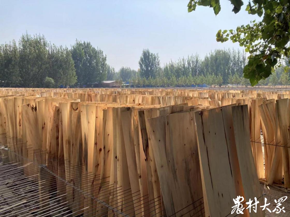 鲁西小村建起118家旋皮厂，农民务工平均时薪超过23元