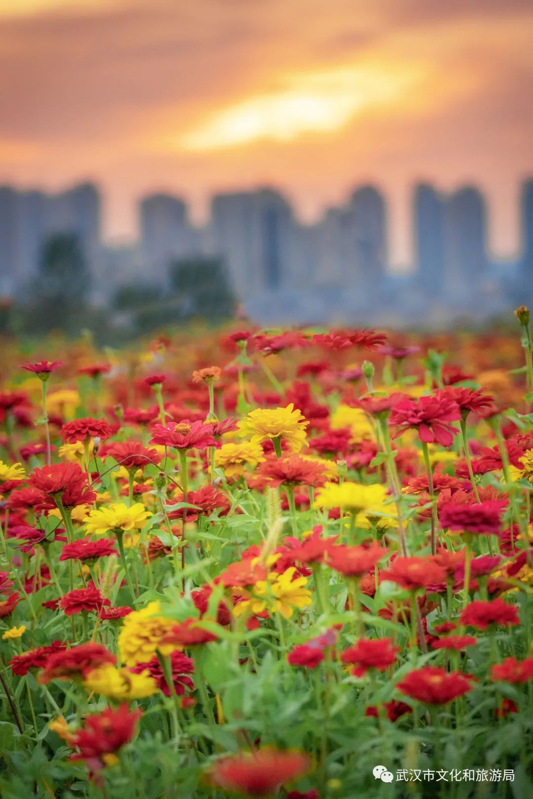 一片花海怎么拍,怎么拍一片花海