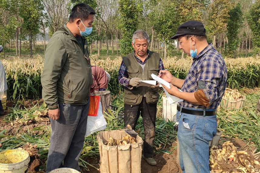 山东大姜放在地窖可以储多久,冬季储存嫩姜
