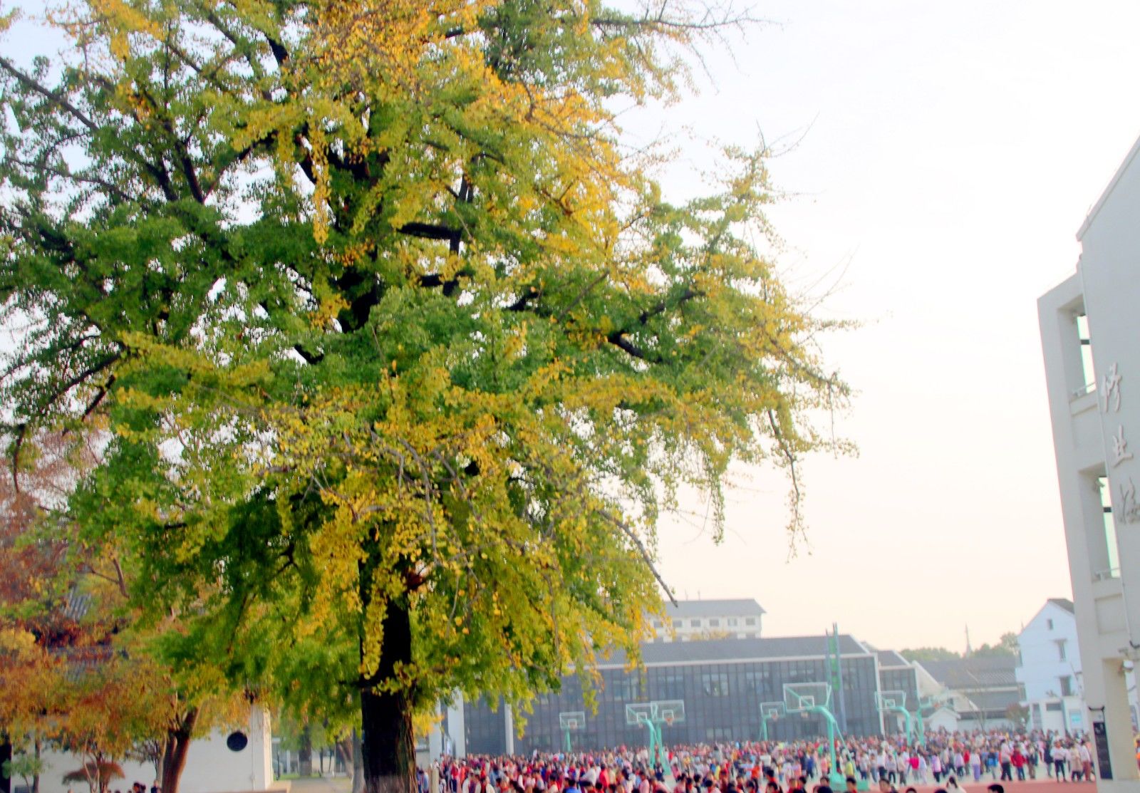 苏州美景图片大全大图,苏州水乡绝美的景色全景图