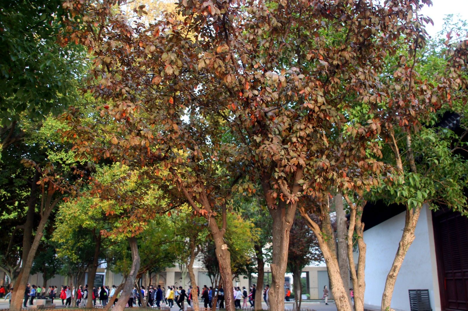 苏州美景图片大全大图,苏州水乡绝美的景色全景图