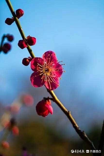 梅花香自苦寒来宝剑锋从磨砺出,梅花香自苦寒来
