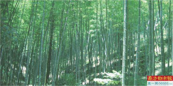 小竹笋长成大产业,如何进一步发展竹子产业