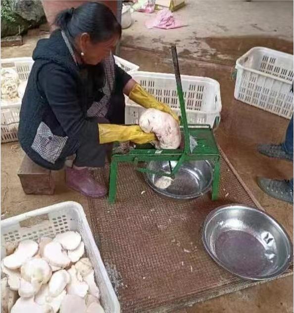 魔芋催生致富增收魔力,岚皋县魔芋迎丰收村民喜增收