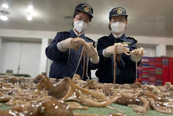 烟台查检、威海出境，活章鱼这样“接力”出口韩国