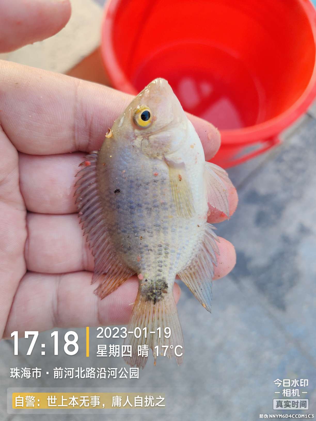 再回昔日热门钓位，铩羽而归，幸有鳊鱼数尾，颜面方得以保留