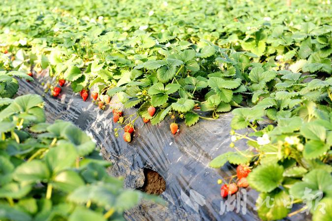 四季春农业园草莓采摘,云海生态草莓采摘园