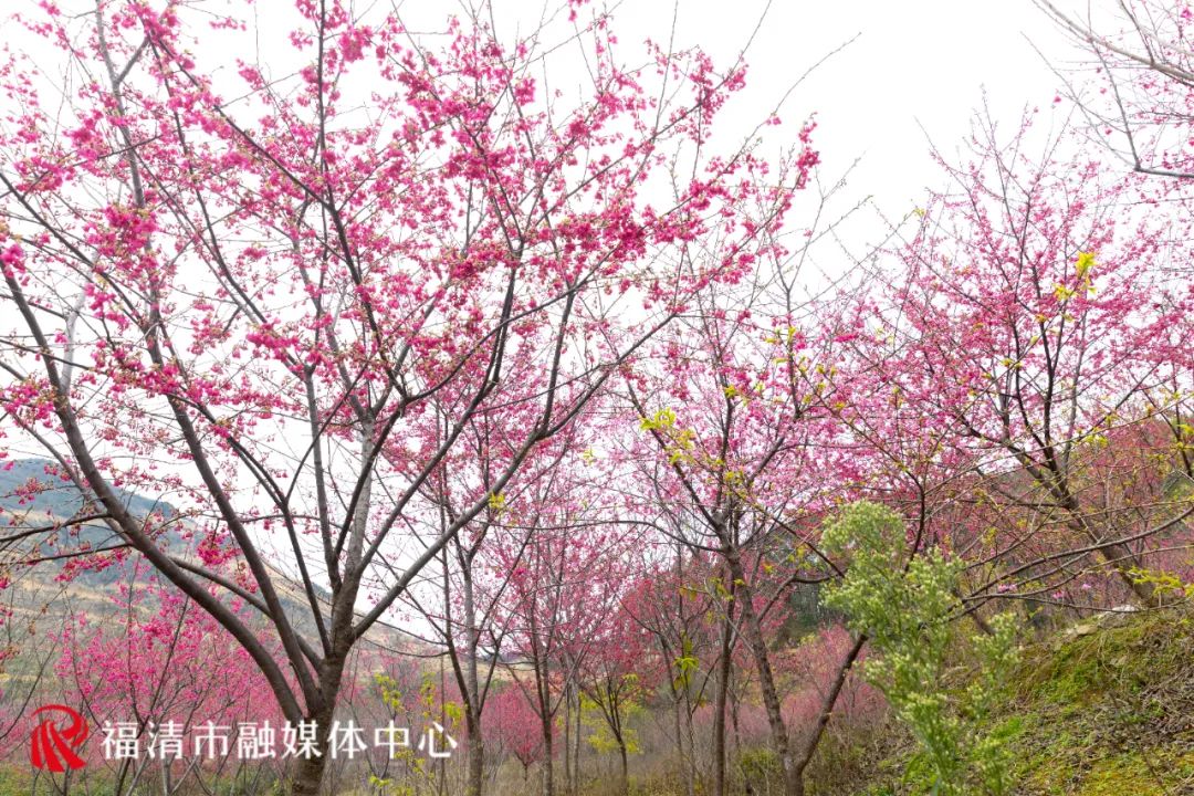 福清看樱花的地方,福清樱花圣地