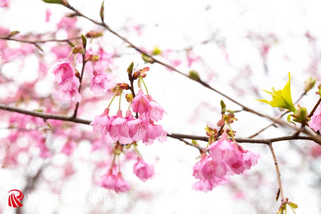 福清看樱花的地方,福清樱花圣地