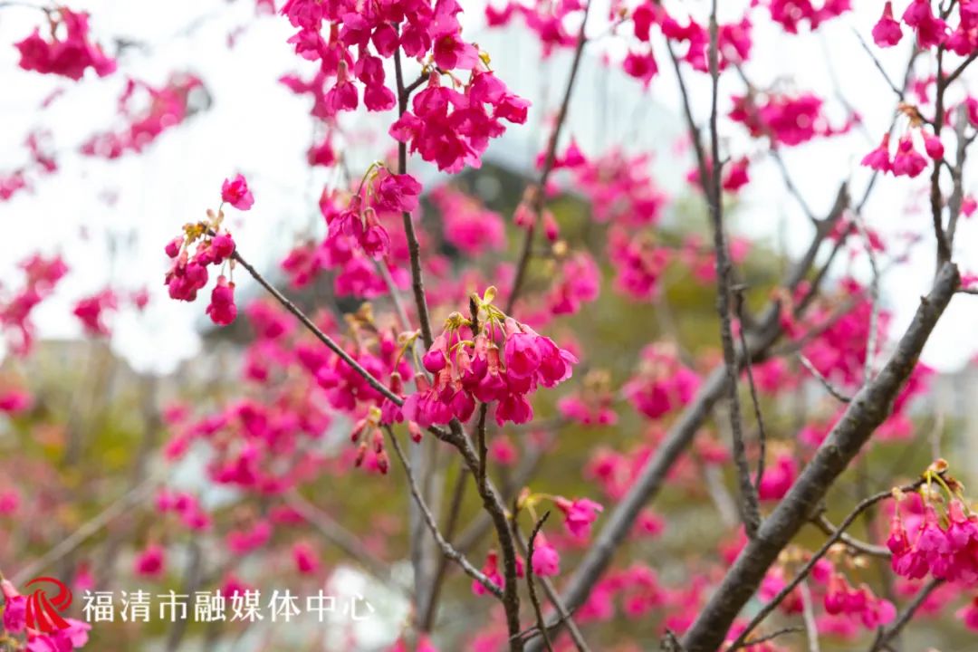福清看樱花的地方,福清樱花圣地