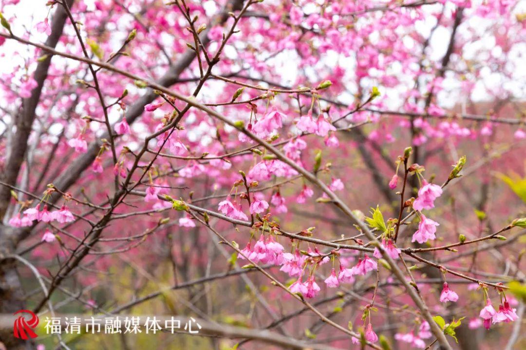 福清赏樱花,福清粉色樱花