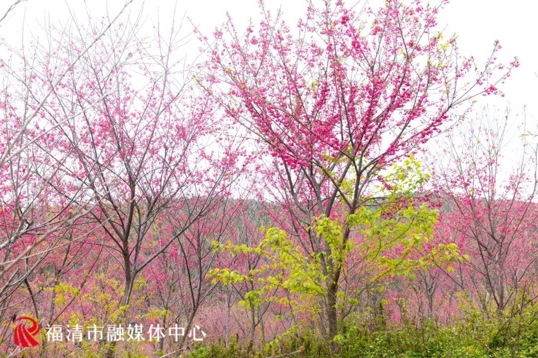 福清赏樱花,福清粉色樱花