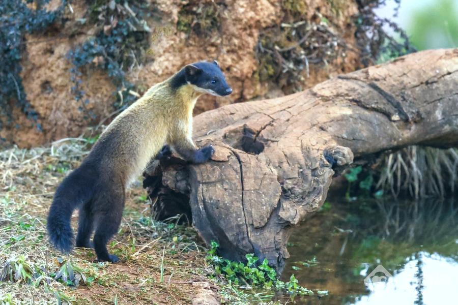 会泽县黑颈鹤保护管理局,云南会泽黑颈鹤保护区