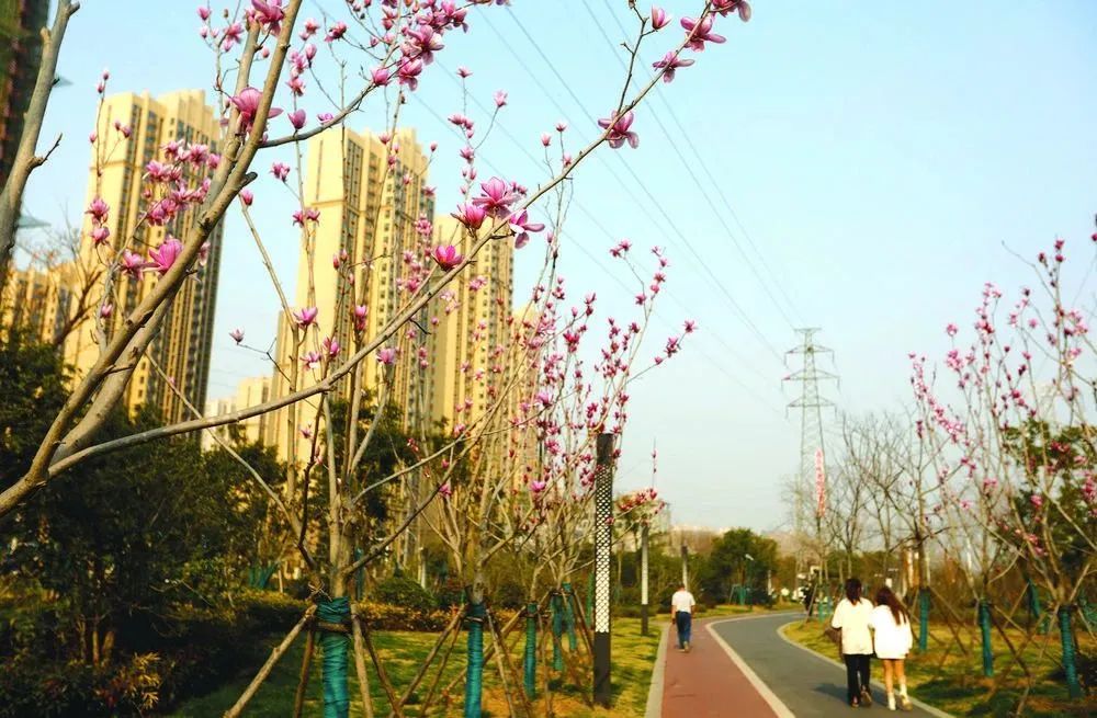 合肥最美赏梅地,合肥春季周边自驾一日游最佳路线