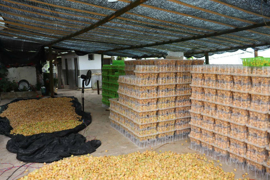 深山农产品致富项目,深山种植致富的路子