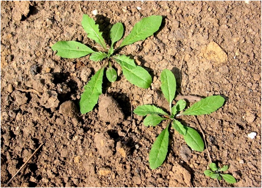荠菜种植正确做法,怎么种荠菜的最简单方法