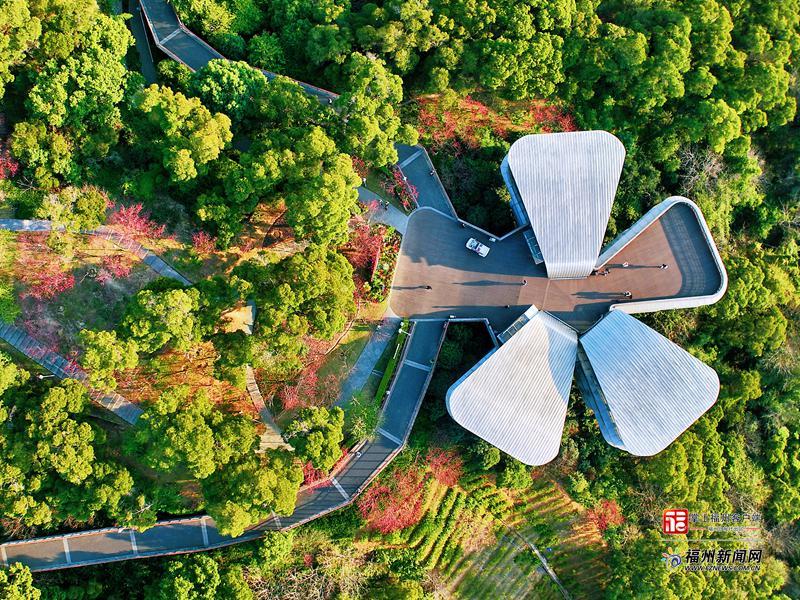 红红火火，花如霞云，福州未来十天她们是主角