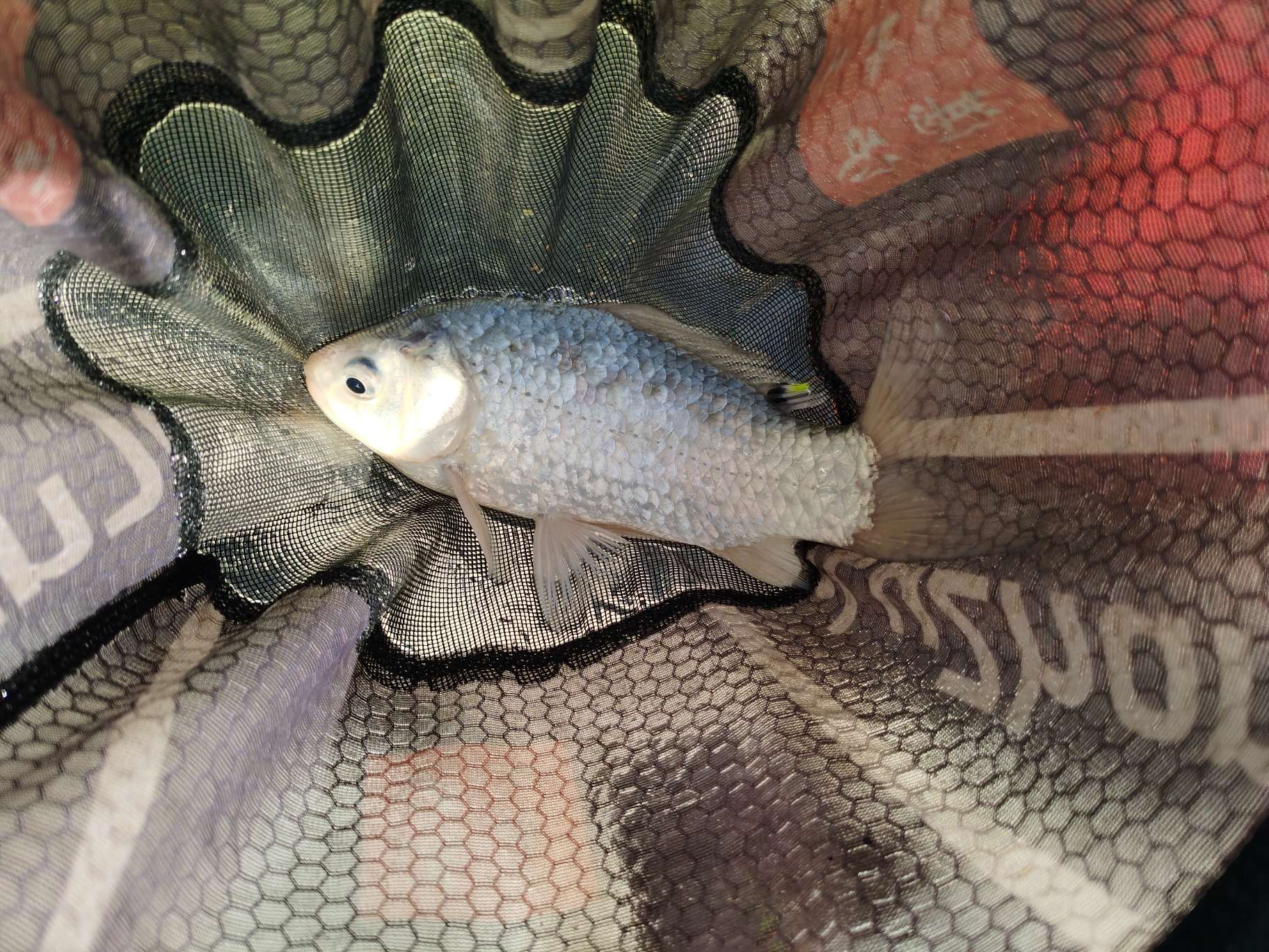 无双鲤刚劲版钓鱼竿,无双鲤典藏版鱼竿什么样