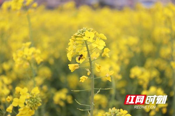 新田油菜花开扮靓乡村春景,油菜花开蜜蜂采蜜