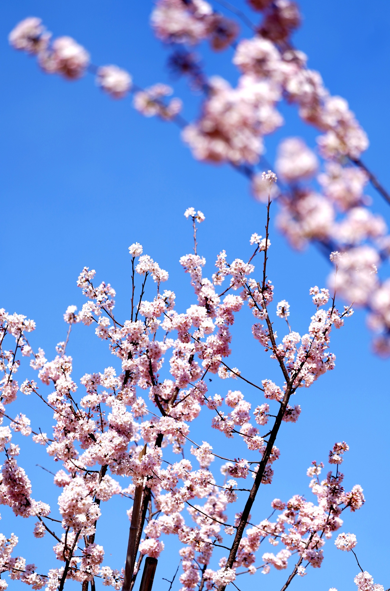 “楚”字头樱花品种再上新！武汉国樱“八楚争妍”