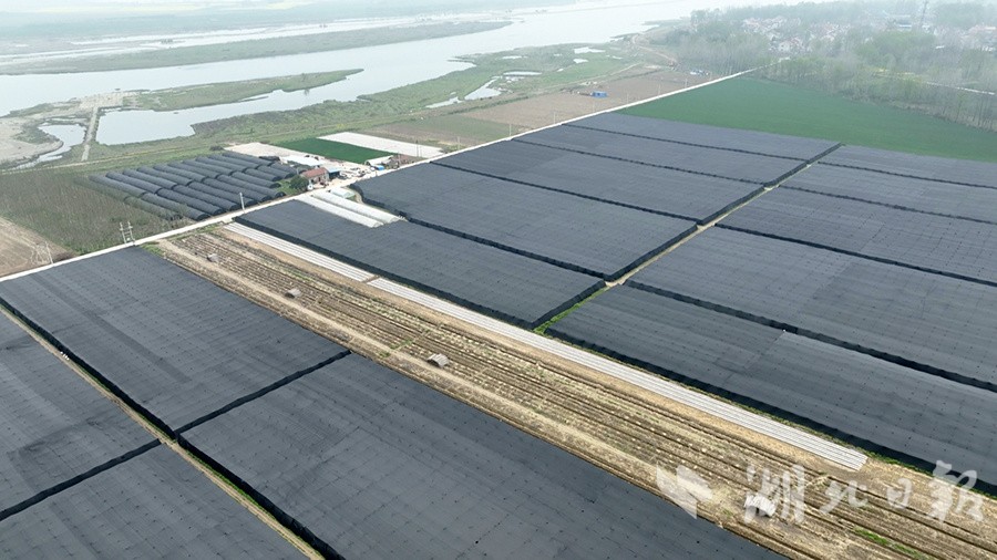 黄渚镇羊肚菌撑开群众致富伞,陕南陕北羊肚菌为村民撑开致富伞