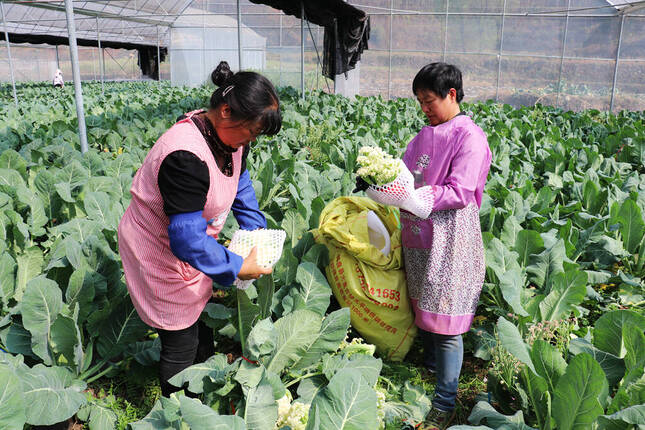 宣威市田坝镇发展,宣威市田坝镇收入