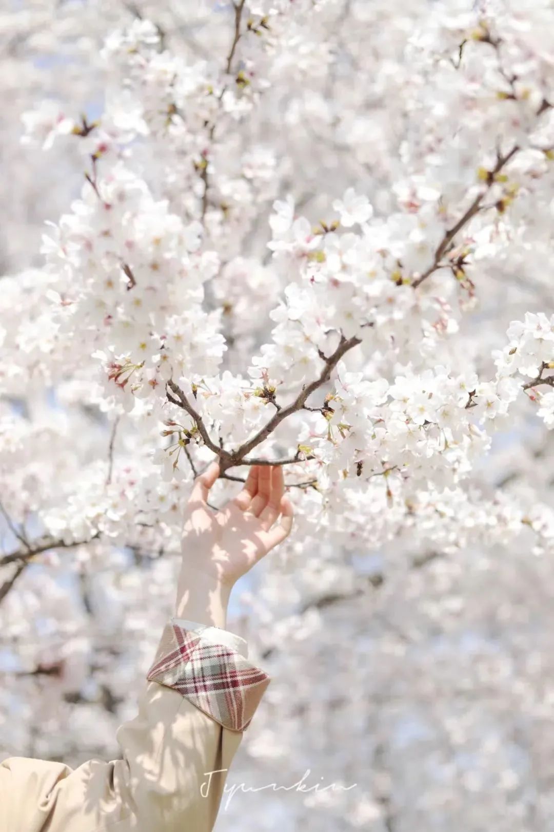 春日赏花先识花，识花先看这一篇~