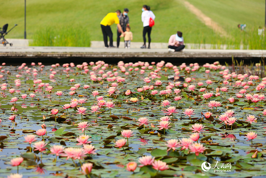 春天花“卉”开朵朵含情迎客来