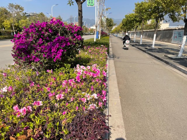 有一种叫云南的生活|云南的“宝藏绿化带”里可不只有迷迭香!