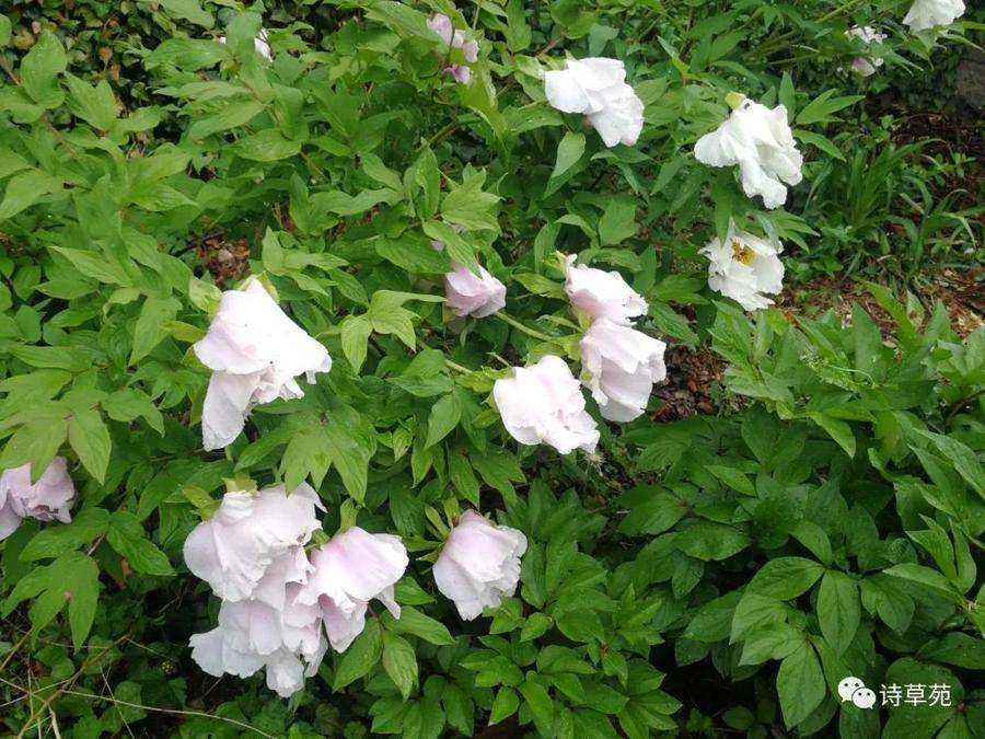 清明习俗和传说,清明传说和习俗