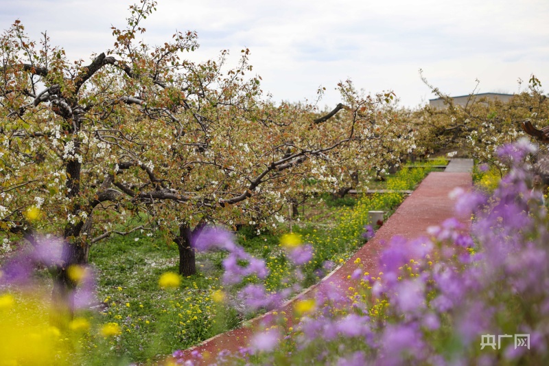赵县梨花观赏地,发现河北之美