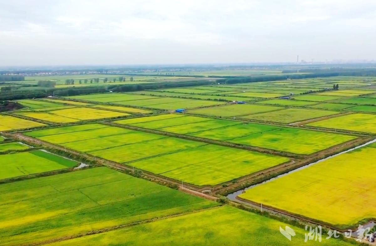 杨家厂镇公安县,公安县杨家厂发展