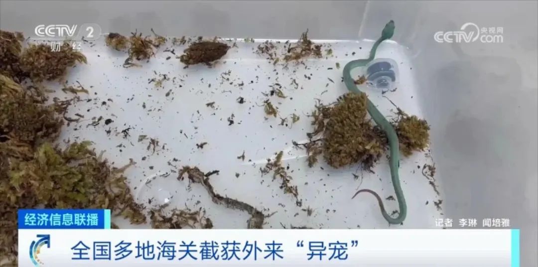 非法入境的该怎么处理,非法入境该怎么处理