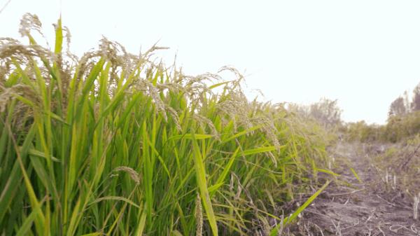 最新大米消费,大米消费提示