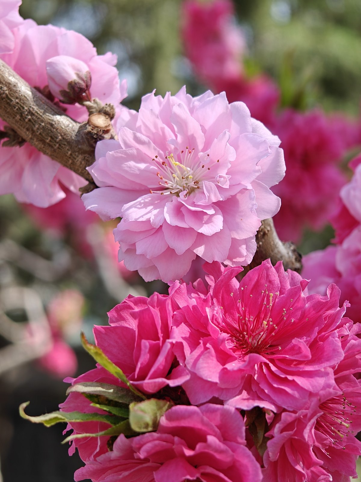 oppofindx6pro,oppofindx6pro和findx6区别