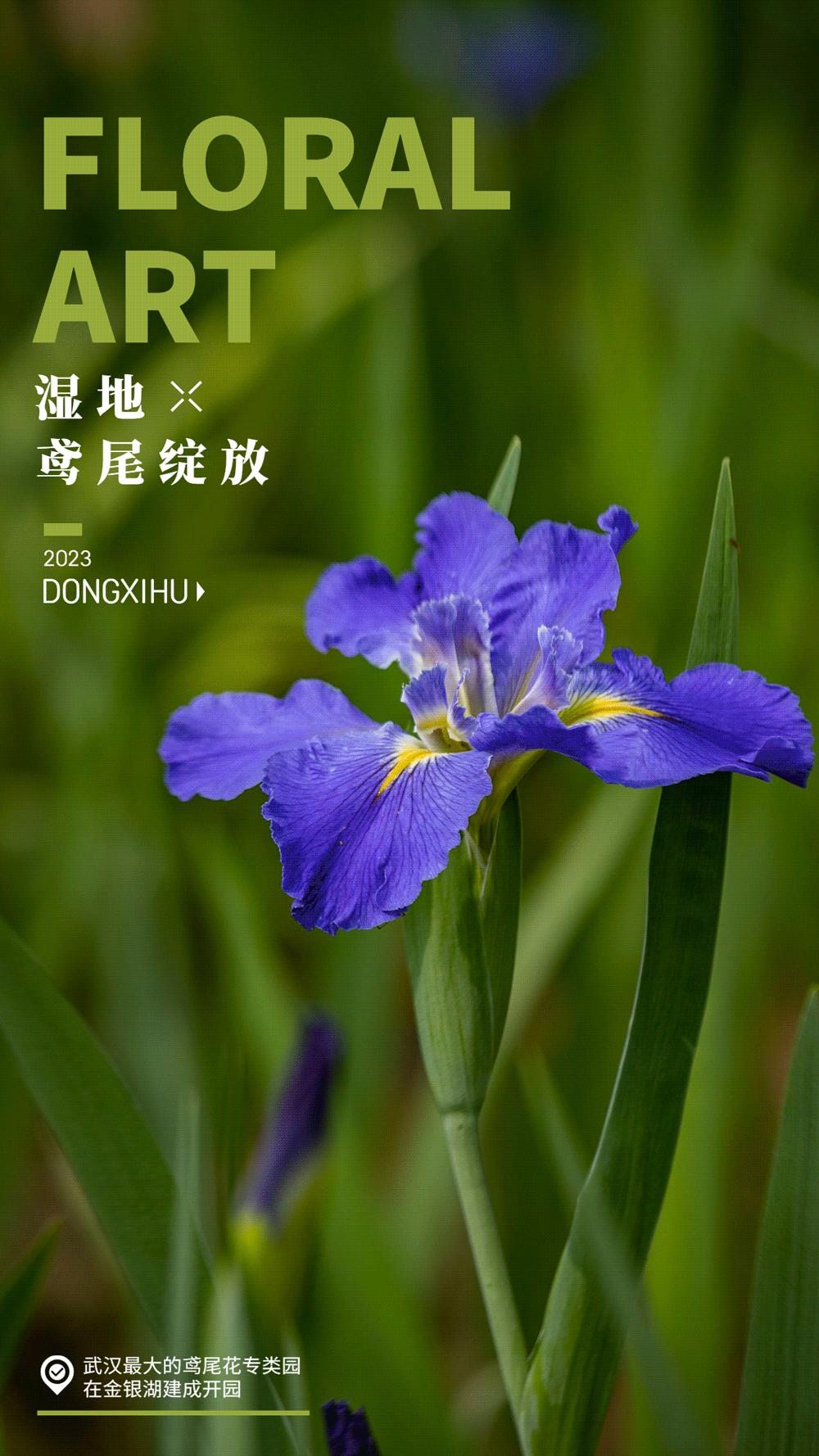 武汉东西湖碧海花园,武汉最大的城中湖东湖