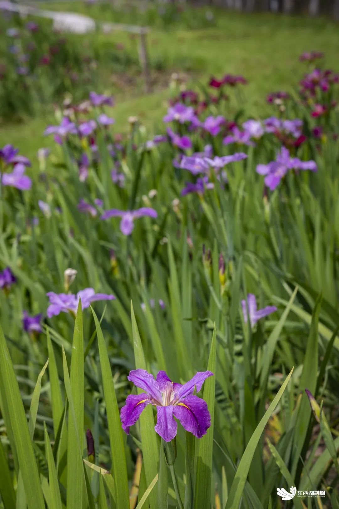 武汉东西湖碧海花园,武汉最大的城中湖东湖