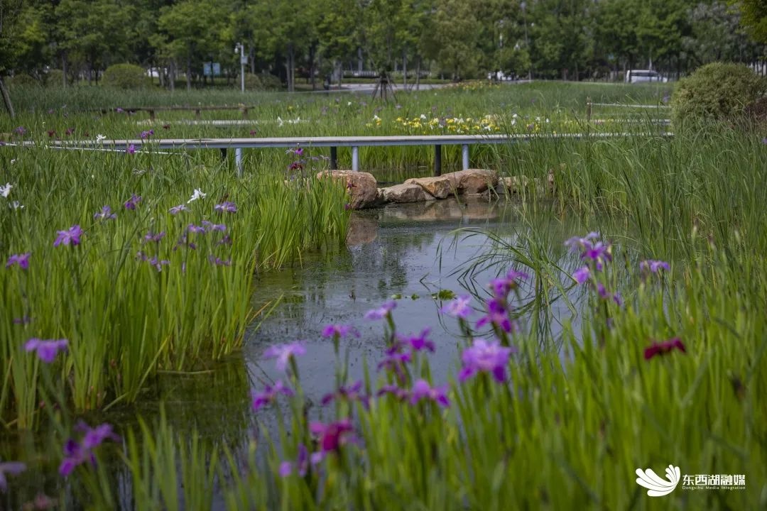武汉东西湖碧海花园,武汉最大的城中湖东湖