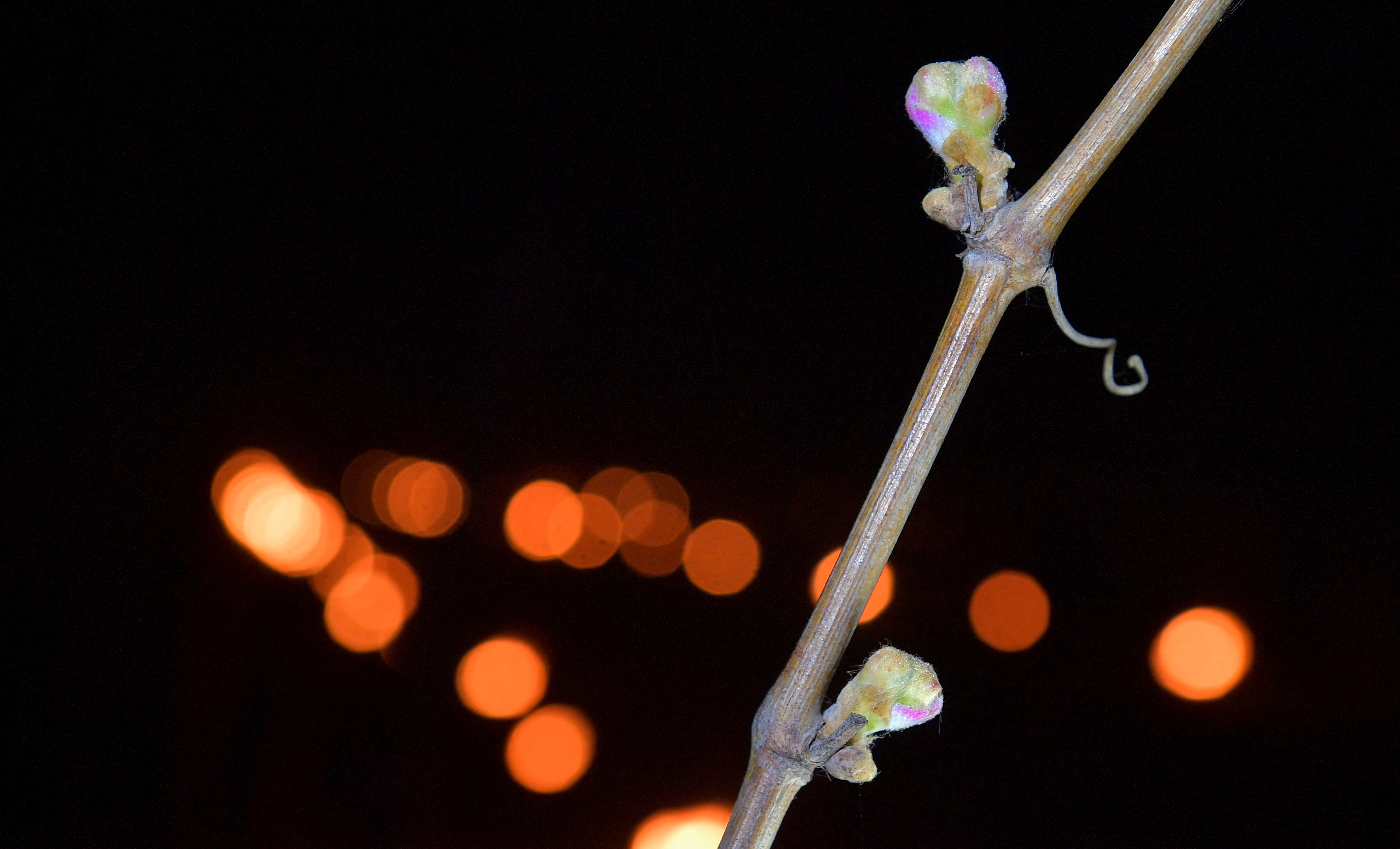 国外的葡萄树冬天保暖吗,外代一线新西兰