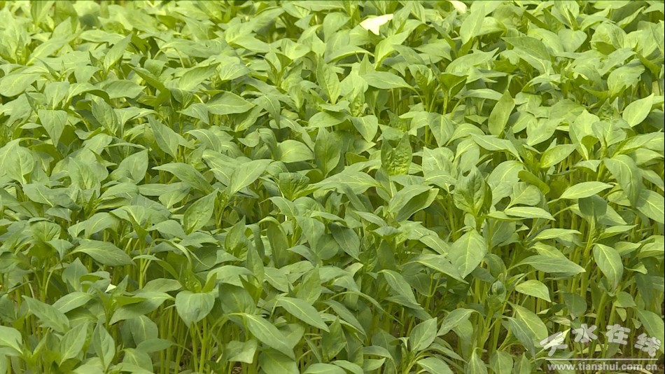 农业产业脱贫增收,秦州区全国农业绿色发展先行区