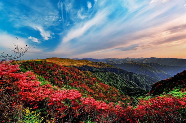 阳明山杜鹃花海永州,2024年阳明山杜鹃观赏时间