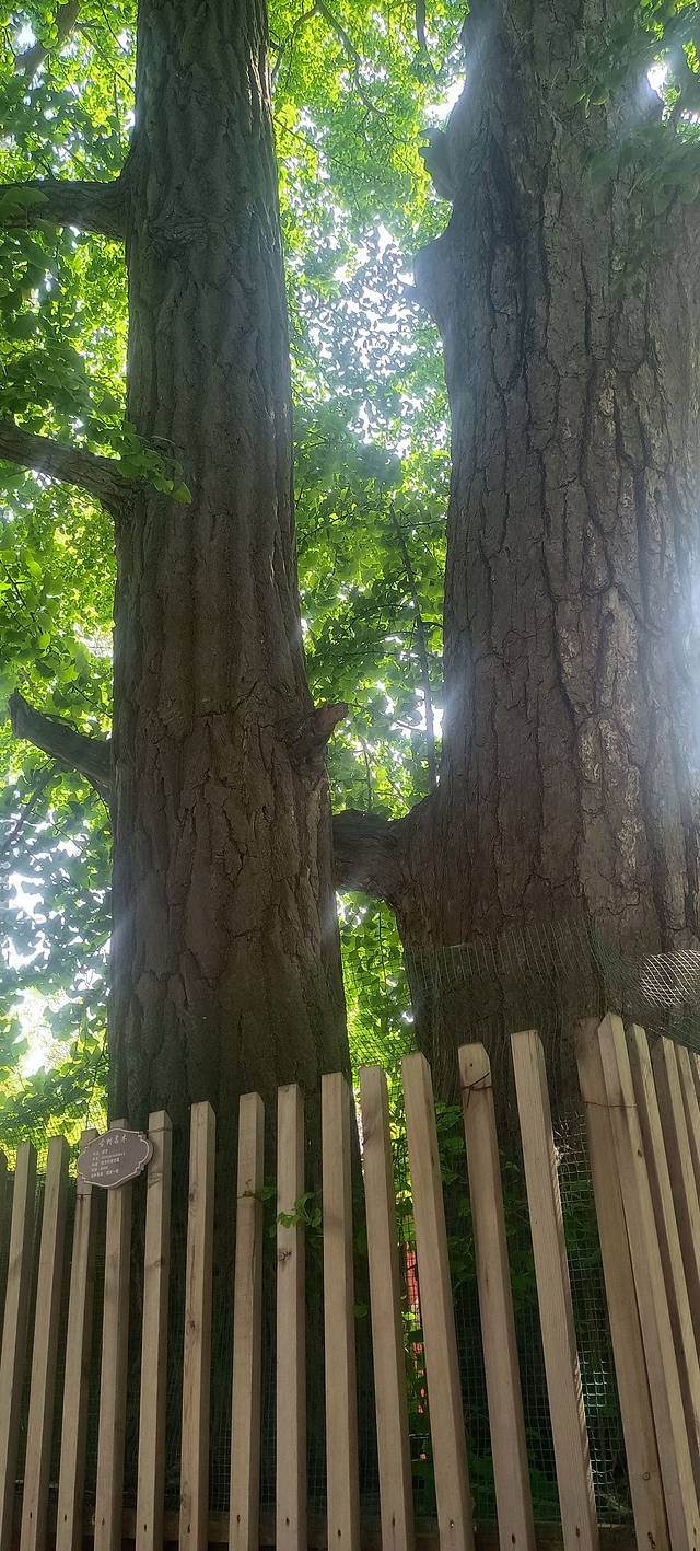 少林寺登封之旅,嵩山少林寺自由行
