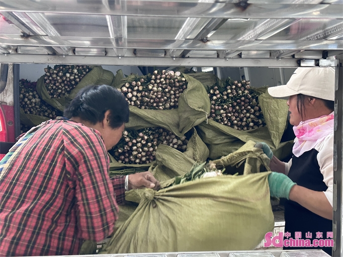 “火遍全国”的菏泽芍药同城2小时、全国最快24小时到你手中！