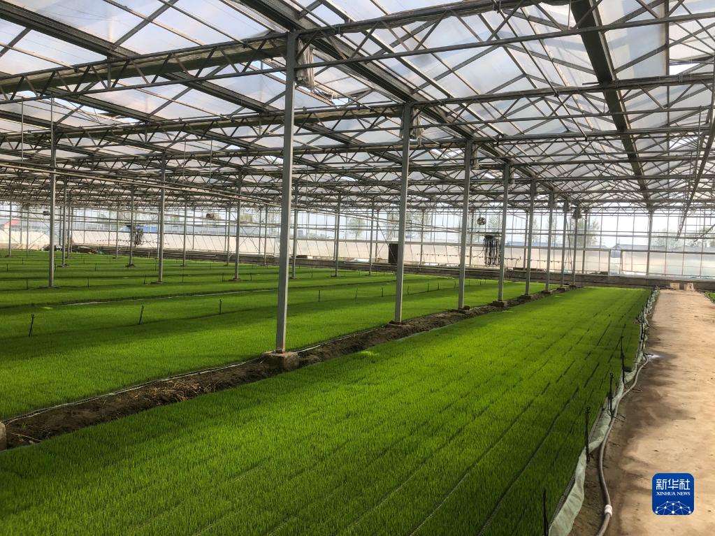 卖种子如何跟农户合作共赢,好种子好技术才有好收成