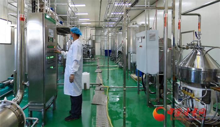 定西沙棘果推荐,漳县沙棘果