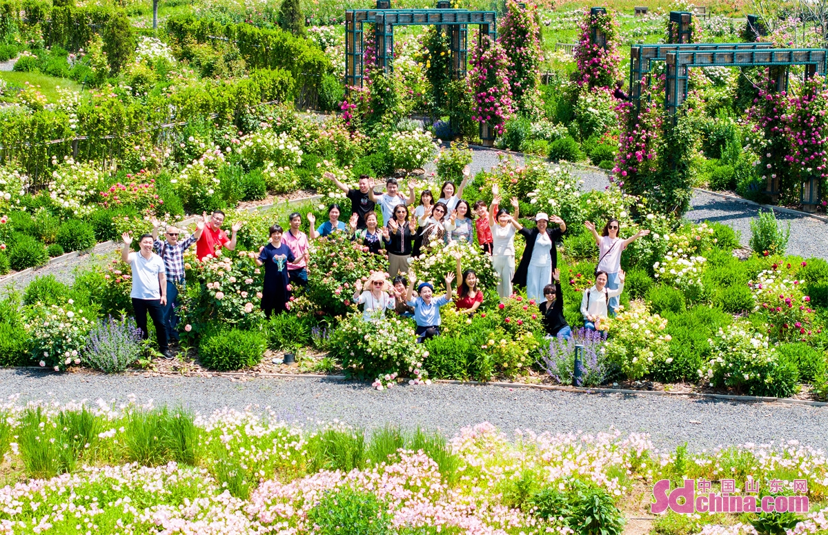 青岛开满玫瑰花的地方,青岛400亩花海惊艳盛开