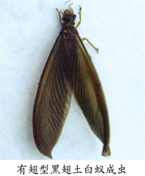 室外白蚁预防方法,白蚁危害进入高发期