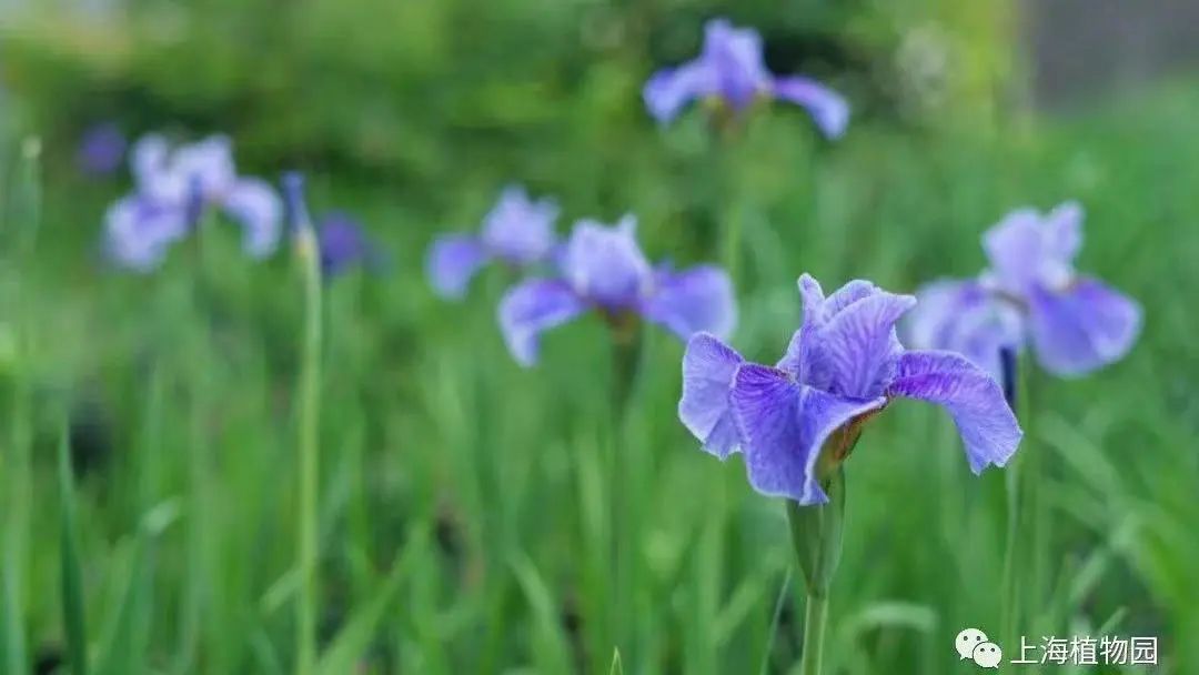 不同品种的鸢尾花怎么区分,鸢尾花品种及图片大全欣赏