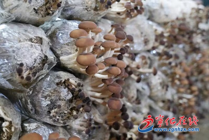 福建武平小菌菇撑起致富伞,宁化野茶树菇